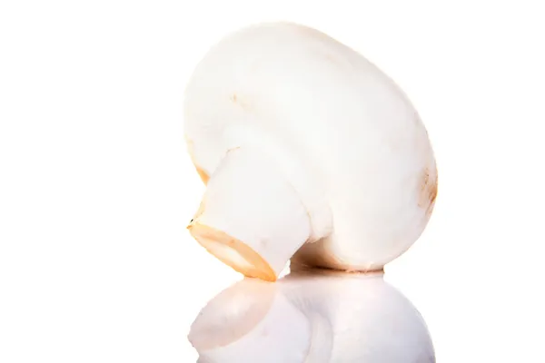 Cogumelo de botão comestível, champignon — Fotografia de Stock