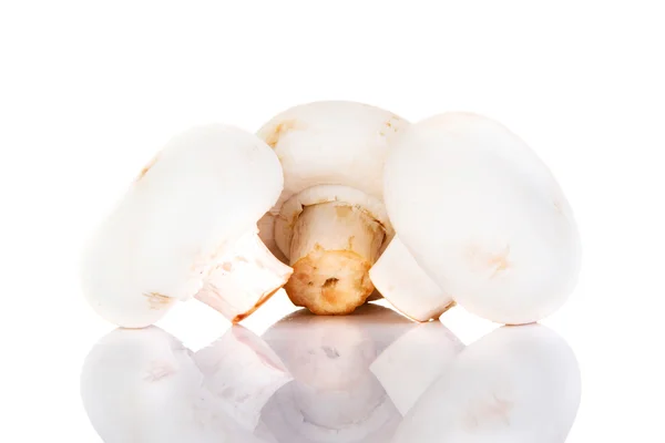 Eetbare knop paddestoel, champignon — Stockfoto