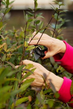 yaşlı bir kadının elleri kesme çalı yakın çekim.