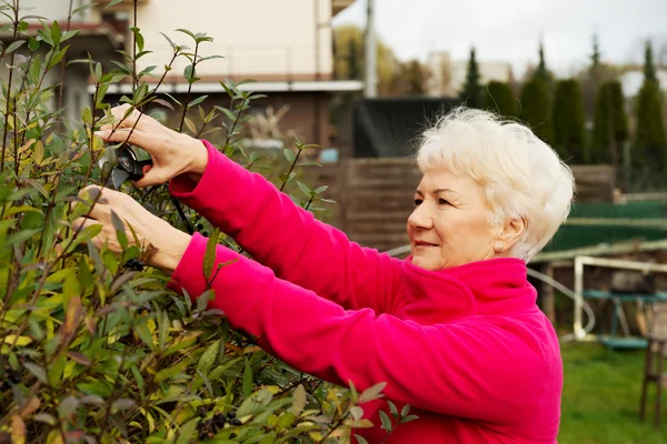 An old lady is cutting bushes. — Stock Photo, Image