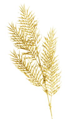 Altın, ayrı bir dal resmi.