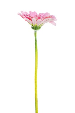 beyaz izole bir gerbera çiçek.