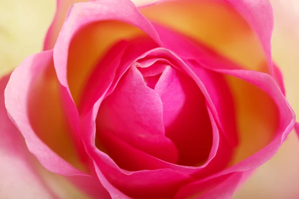 Pink rose, up front view. — Stock Photo, Image