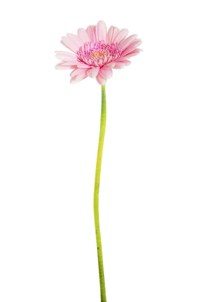 One gerbera flower isolated on white. — Stock Photo, Image