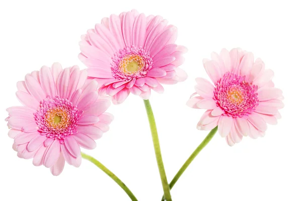 Un mazzo di tre fiori di gerbera . — Foto Stock