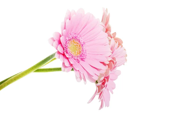 Un mazzo di tre fiori di gerbera . — Foto Stock