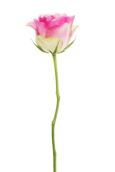 Pink rose isolated on white. — Stock Photo, Image