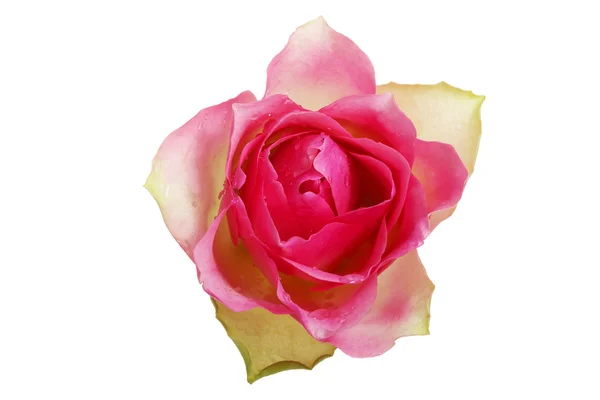 Rosa Rose, von vorne gesehen. — Stockfoto