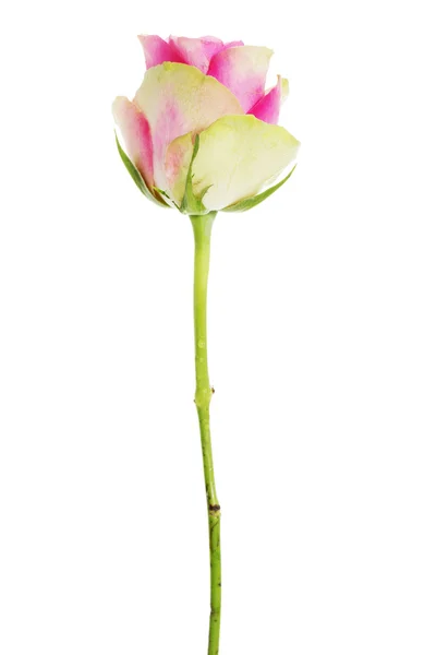 Rosa ros isolerad på vit. — Stockfoto