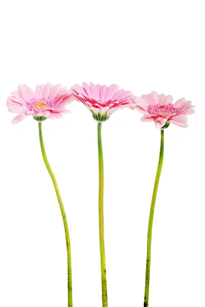 Een boeket van drie gerbera bloem. — Stockfoto