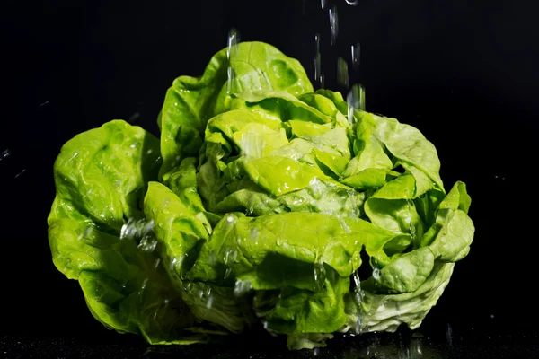 Tuoretta, vihreää salaattia. Vaakakuva . — kuvapankkivalokuva