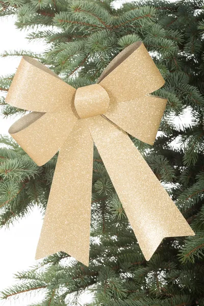 One gold bow on a tree. — Stock Photo, Image