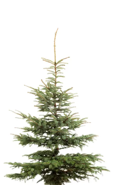 Albero di Natale isolato su bianco. — Foto Stock