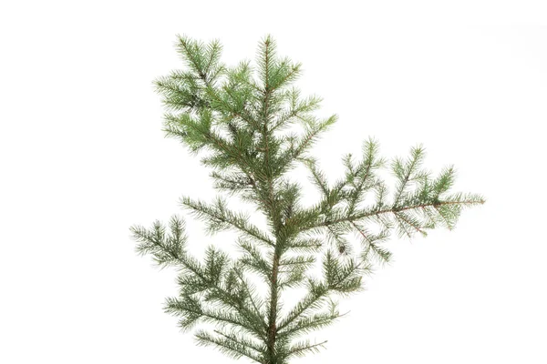 Green fir isolated on white. — Stock Photo, Image