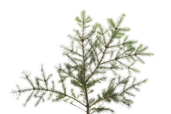 Green fir isolated on white. — Stock Photo, Image