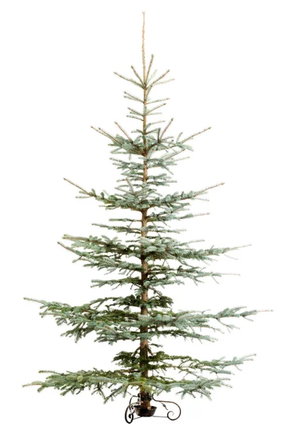 Green christmas tree standing. — Stock Photo, Image