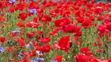 Kırmızı ot - çiçekli kırmızı poppies alanında