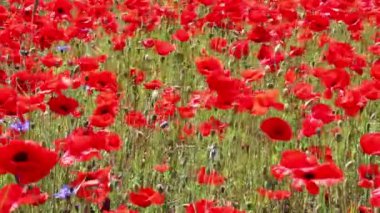 Kırmızı ot - çiçekli kırmızı poppies alanında