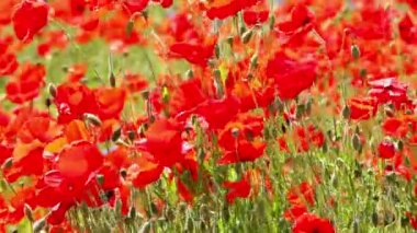 Kırmızı ot - çiçekli kırmızı poppies alanında