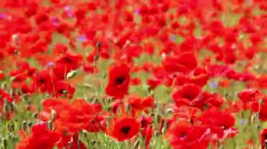 Kırmızı ot - çiçekli kırmızı poppies alanında