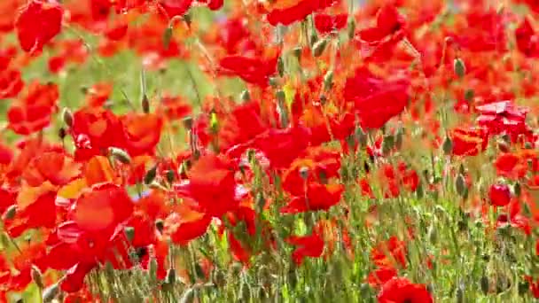 Mauvaise herbe rouge - Floraison de coquelicots rouges dans le champ — Video