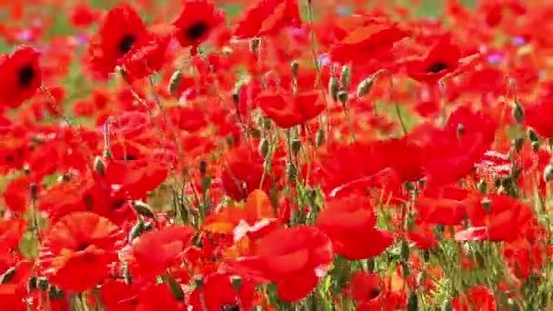 Mauvaise herbe rouge - Floraison de coquelicots rouges dans le champ — Video