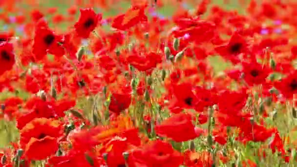 Rotes Unkraut - blühender roter Mohn auf dem Feld — Stockvideo