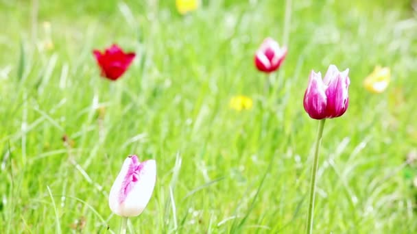 背景的的多彩春天的花朵 — 图库视频影像