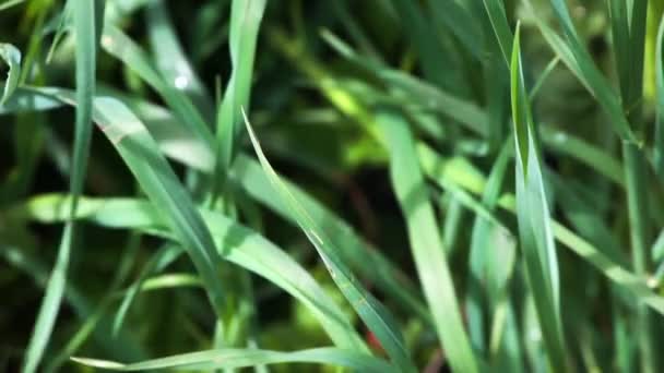 herbe
