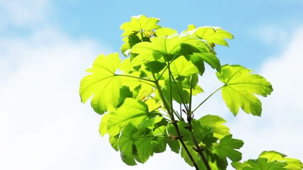 Feuilles volées par le vent — Video