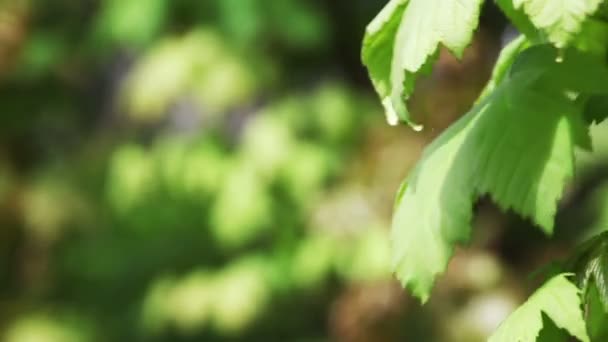 Blätter flogen durch den Wind — Stockvideo