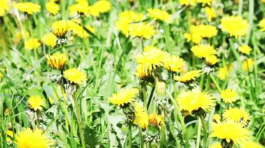 dandelions Kayran