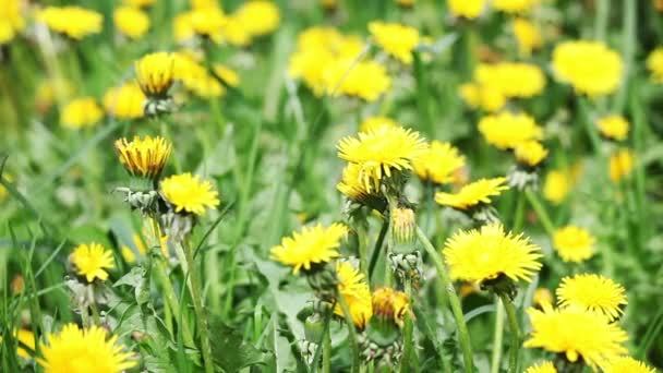 Glade of dandelions — Stock Video