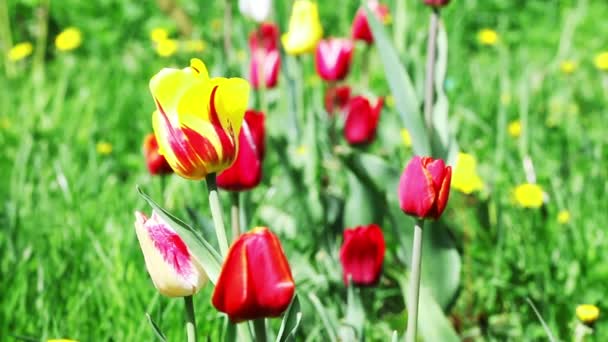 Fleurs de printemps colorées pour fond — Video