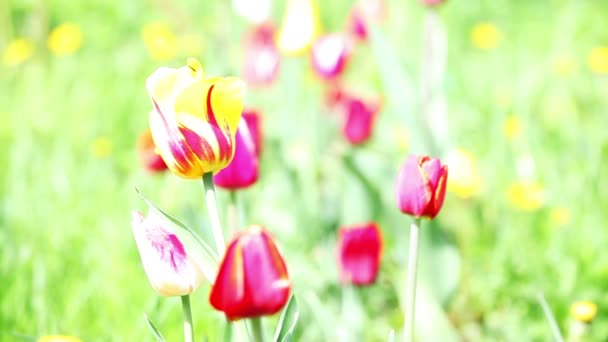 Fleurs de printemps colorées pour fond — Video