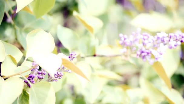 Lilacs — Stock Video