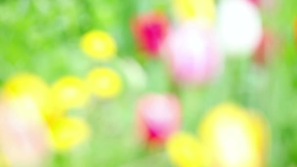 Blurred colorful spring flowers for background — Stock Video
