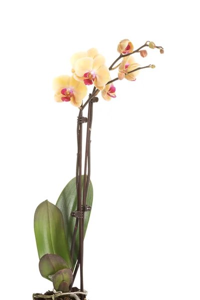 Gele verse, mooi orchid. — Stockfoto