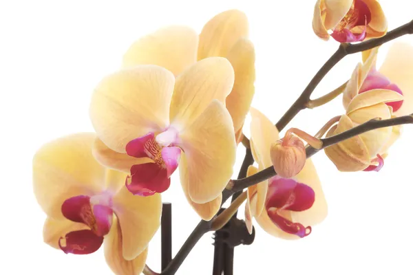 Flor amarela de orquídea fresca . — Fotografia de Stock