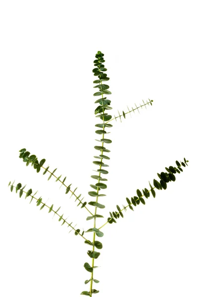 Ένα πράσινο φυτό φρέσκο. — Φωτογραφία Αρχείου