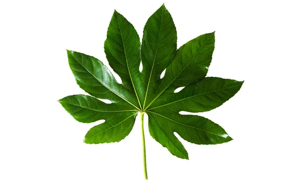 Eine grüne frische Pflanze. — Stockfoto