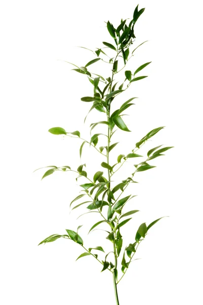 Eine grüne frische Pflanze. — Stockfoto