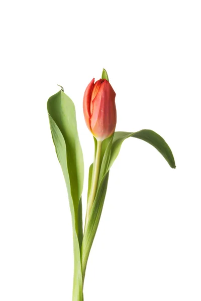 Eine getrennte Tulpenblume. — Stockfoto