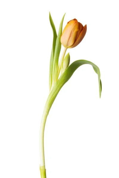 Un fiore di tulipano separato . — Foto Stock