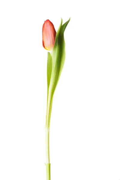 En avskild tulip blomma. — Stockfoto