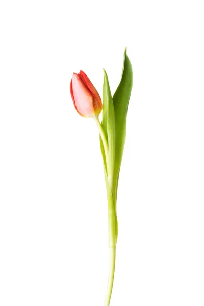 En avskild tulip blomma. — Stockfoto