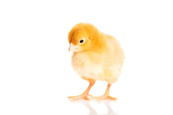 Pequeño pollito amarillo de Pascua . —  Fotos de Stock