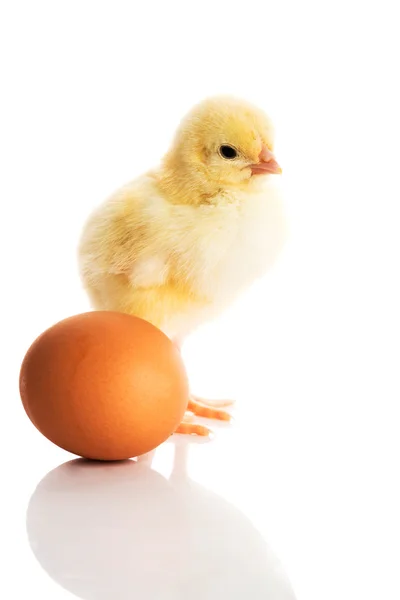 Small yellow chick with egg. — Stock Photo, Image