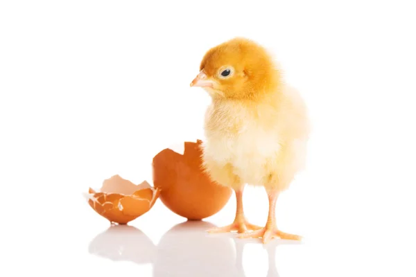 Small yellow chick with egg. — Stock Photo, Image