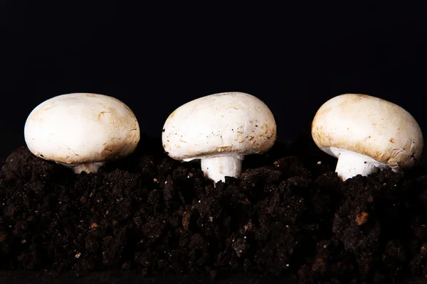 Three mashrooms in the ground. — Stock Photo, Image